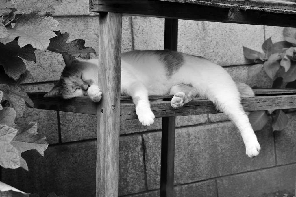 寝るネコは育つ？？？