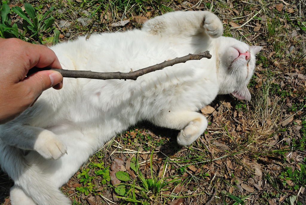 ワイにかまわんといてニャー