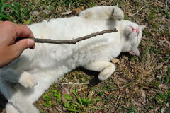 ワイにかまわんといてニャー