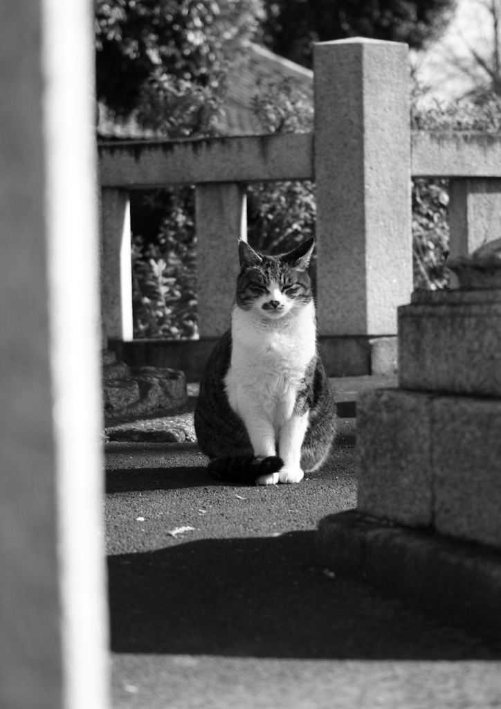 置き物？(=^・^=)