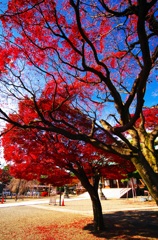 紅葉スナップ（２）