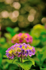 夕方に紫陽花スナップ（２）