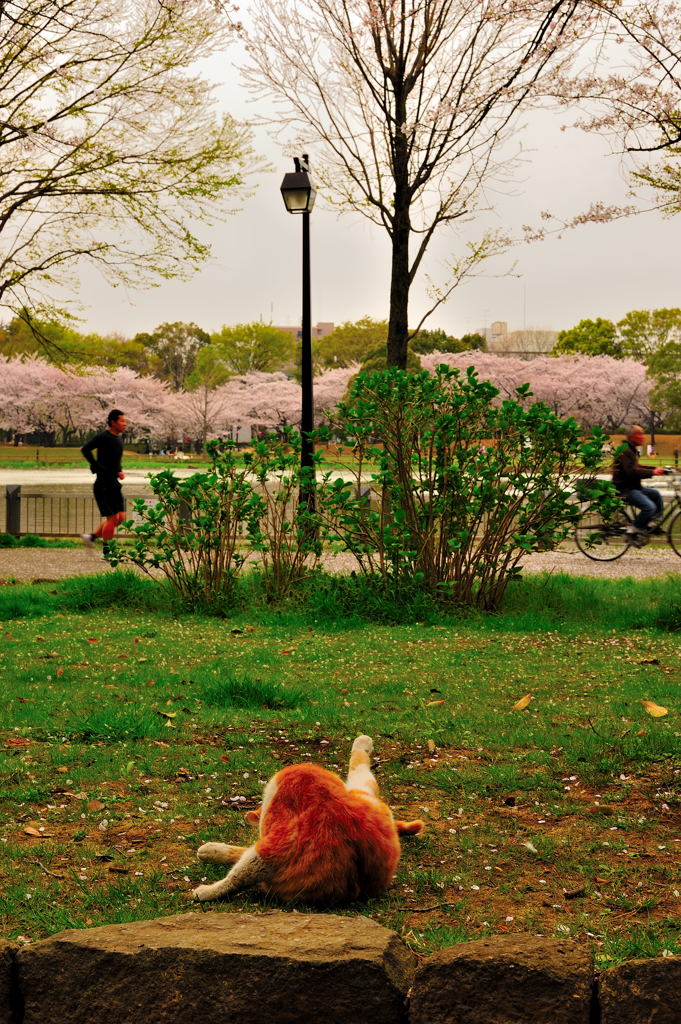 サクラ??? そんなもん興味にゃいわ(=^・^=)