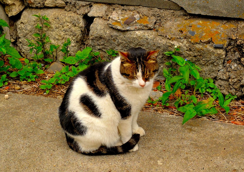 そこにネコがいたから。。。