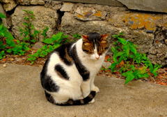 そこにネコがいたから。。。