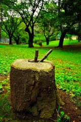 雨の日スナップ（５）