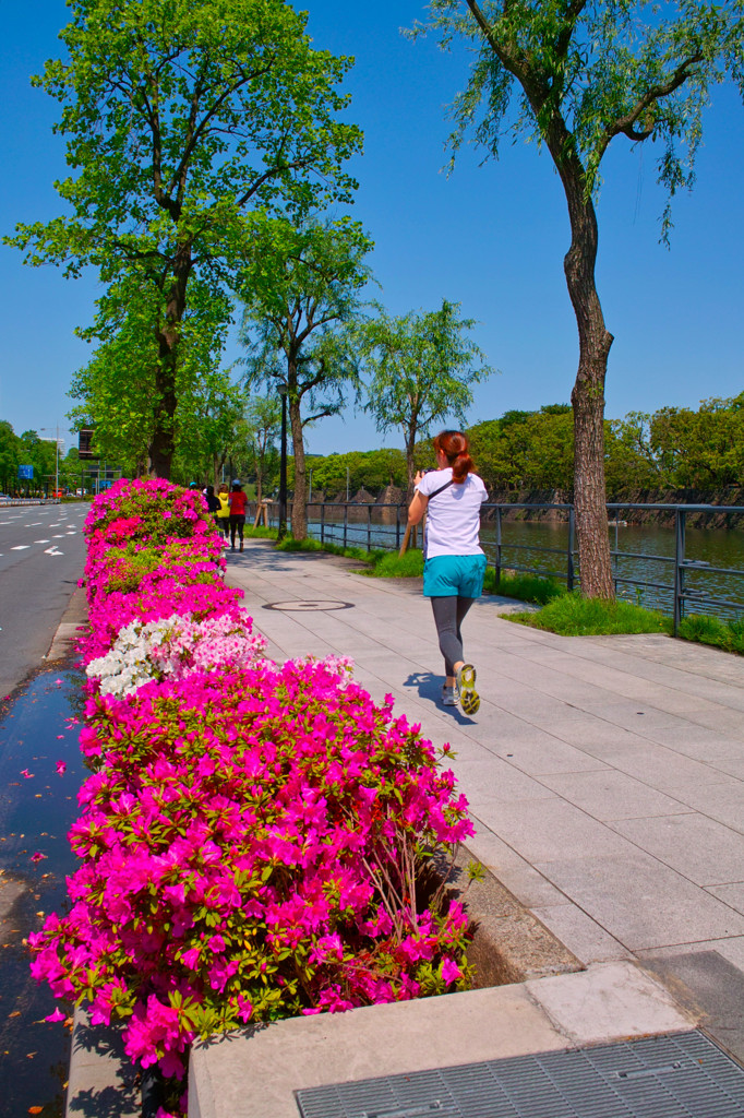 千鳥ヶ淵散歩（４）