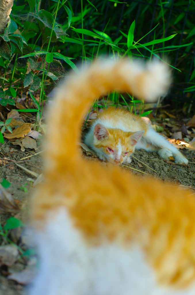 子猫パラダイス (3)