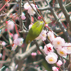 ご無沙汰スナップ (3)