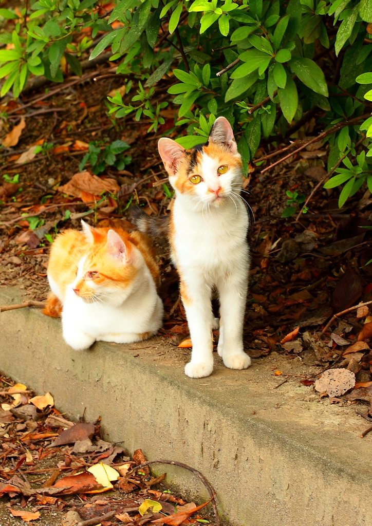 少し貫録が出てきたニャン(^_^)