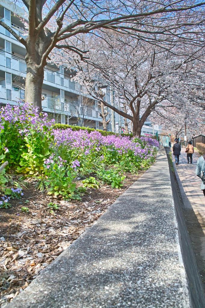 石神井川沿いスナップ（２）