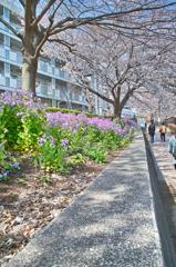 石神井川沿いスナップ（２）