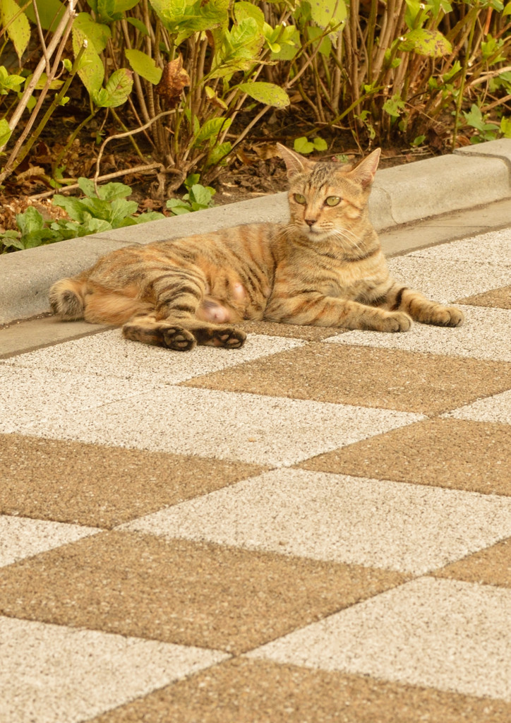 となり町のネコ（３）