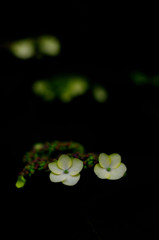 暗闇スナップ（３）