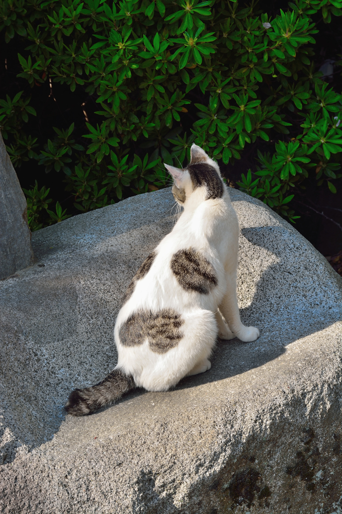 ハート？(=^・^=)