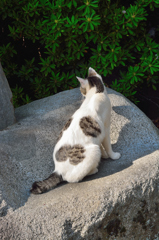 ハート？(=^・^=)