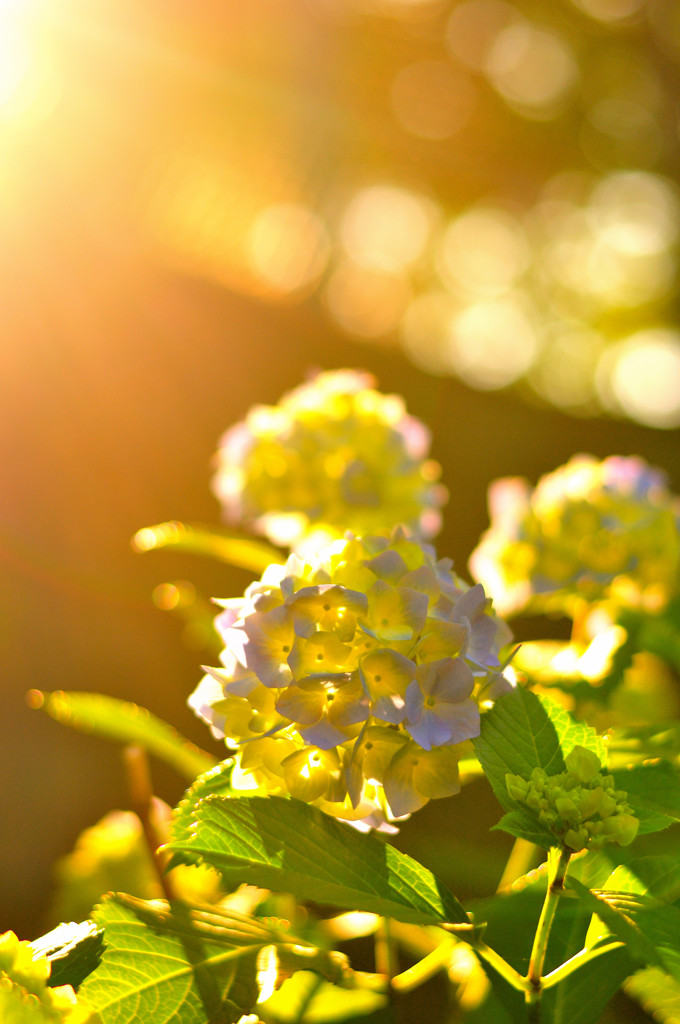 石神井川を歩いてみる (1)