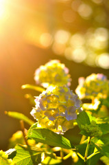 石神井川を歩いてみる (1)