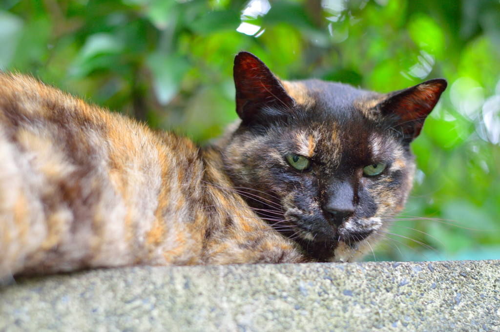 おっ、新入りかい？