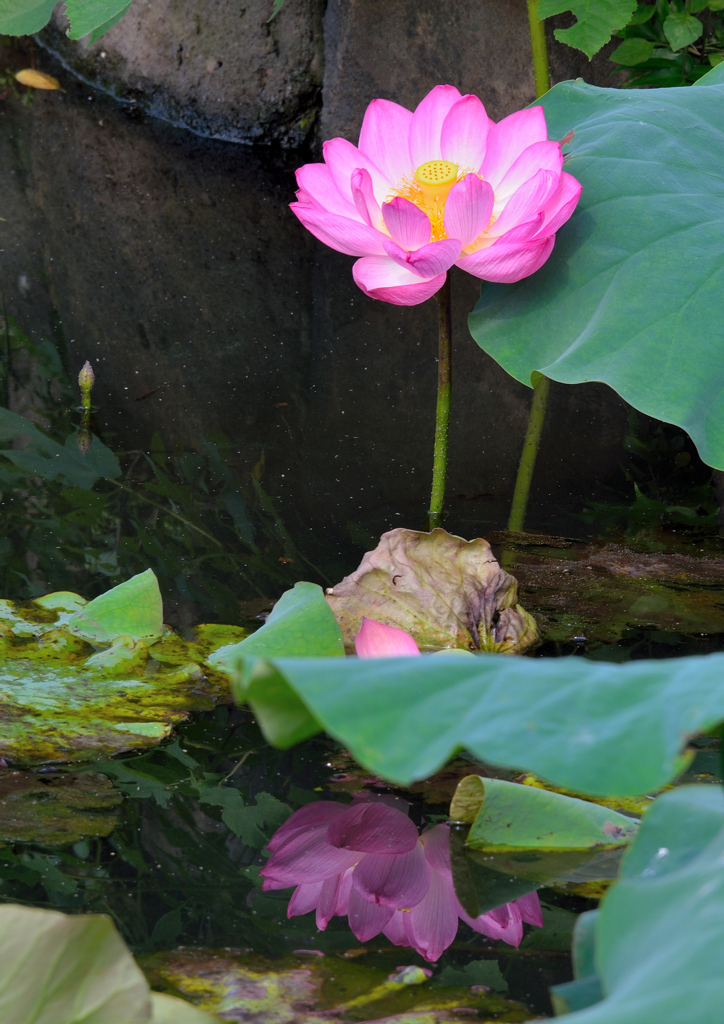 上野公園早朝スナップ（2）