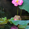 上野公園早朝スナップ（2）