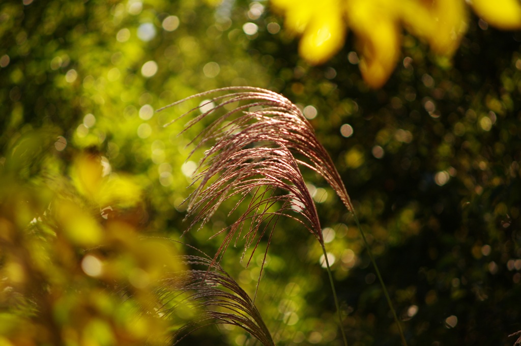 今週のさぼりスナップ（３）