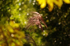 今週のさぼりスナップ（３）