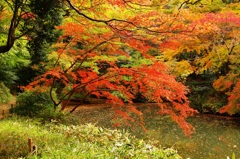 六義園スナップ (4)