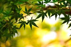 秋を待つ。。。