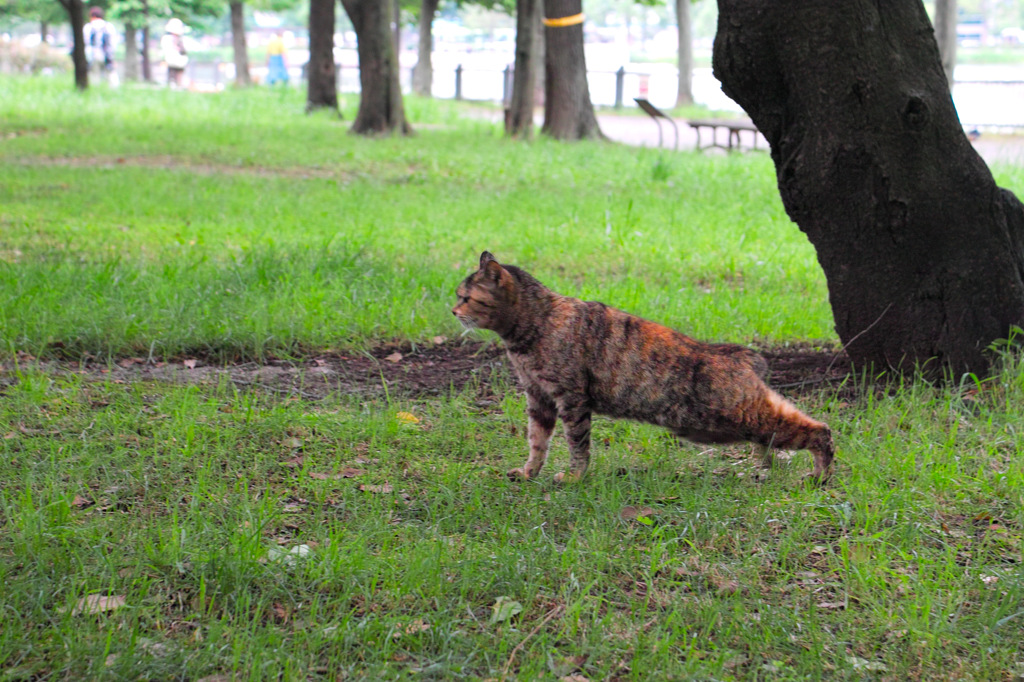 腕立て伏せネコ（１）