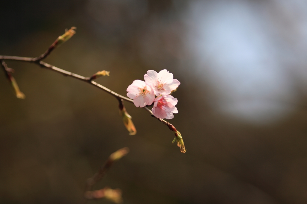 開花しましたね、東京です。