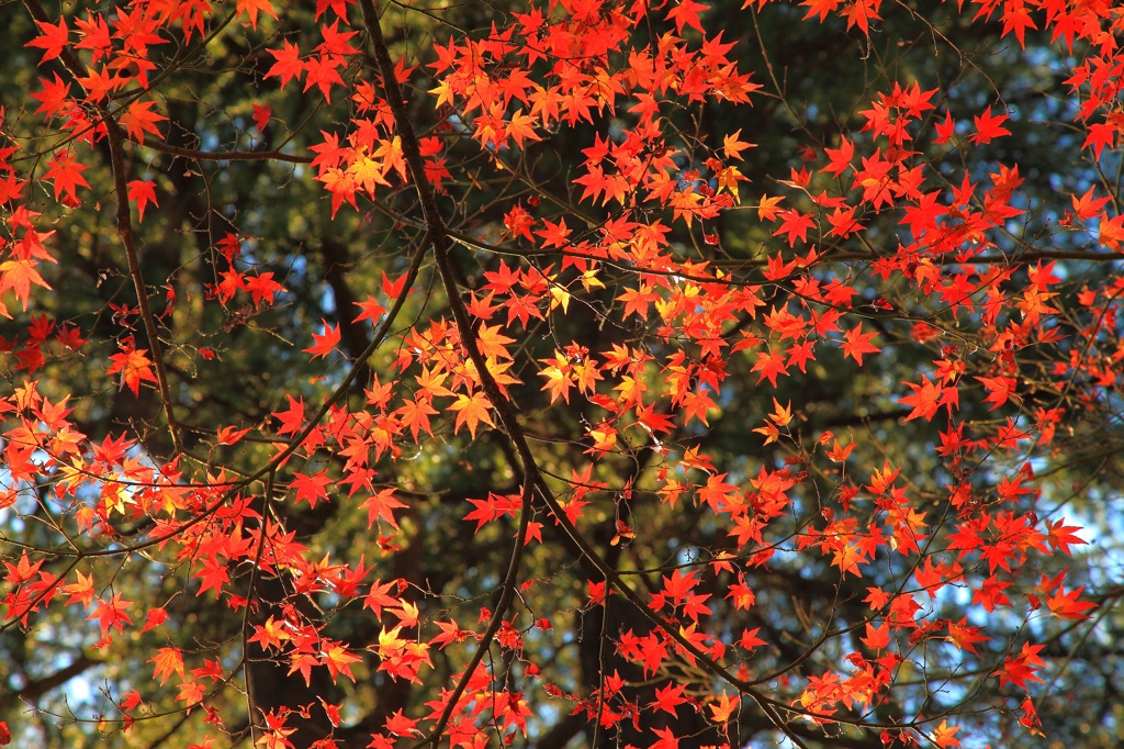 秋を惜しむ＠新宿御苑 (2)