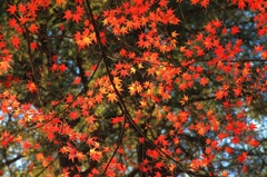 秋を惜しむ＠新宿御苑 (2)