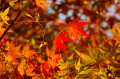 本日の紅葉＠都内区部