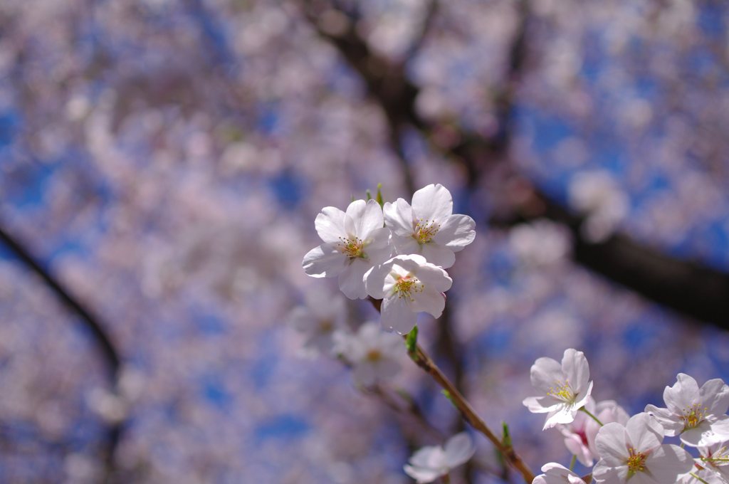 単焦点一本勝負　DA35Ltd編（１）