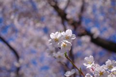 単焦点一本勝負　DA35Ltd編（１）