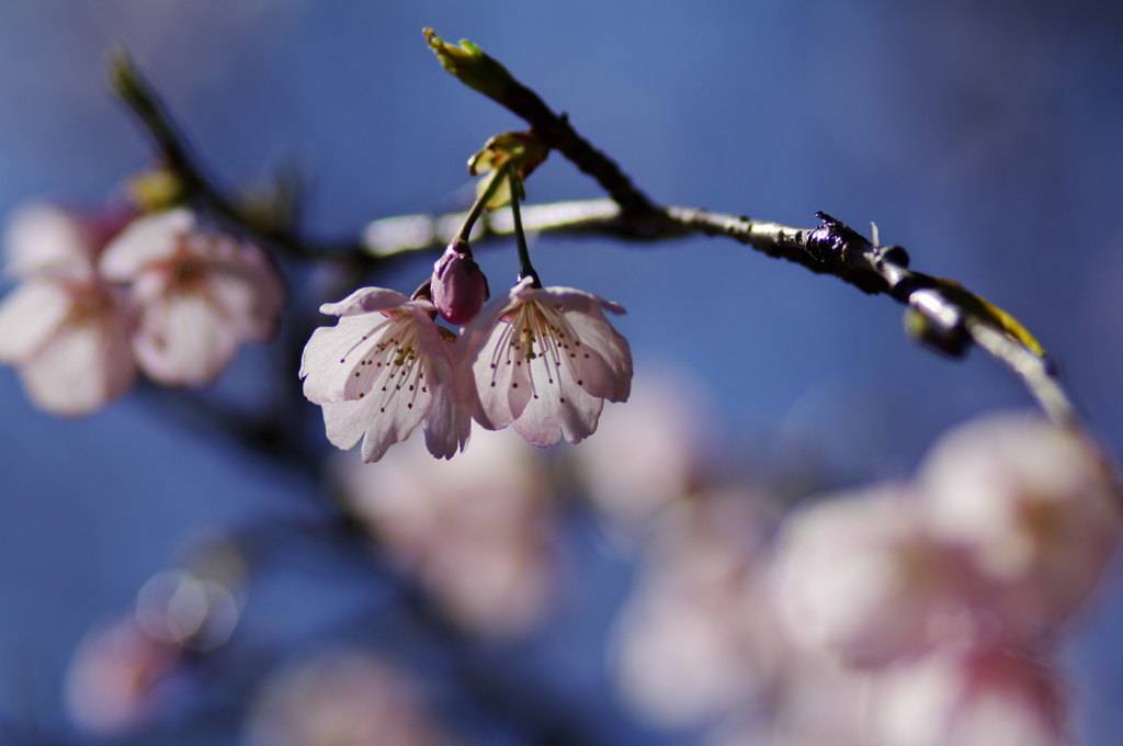 青空とさくらと。。。