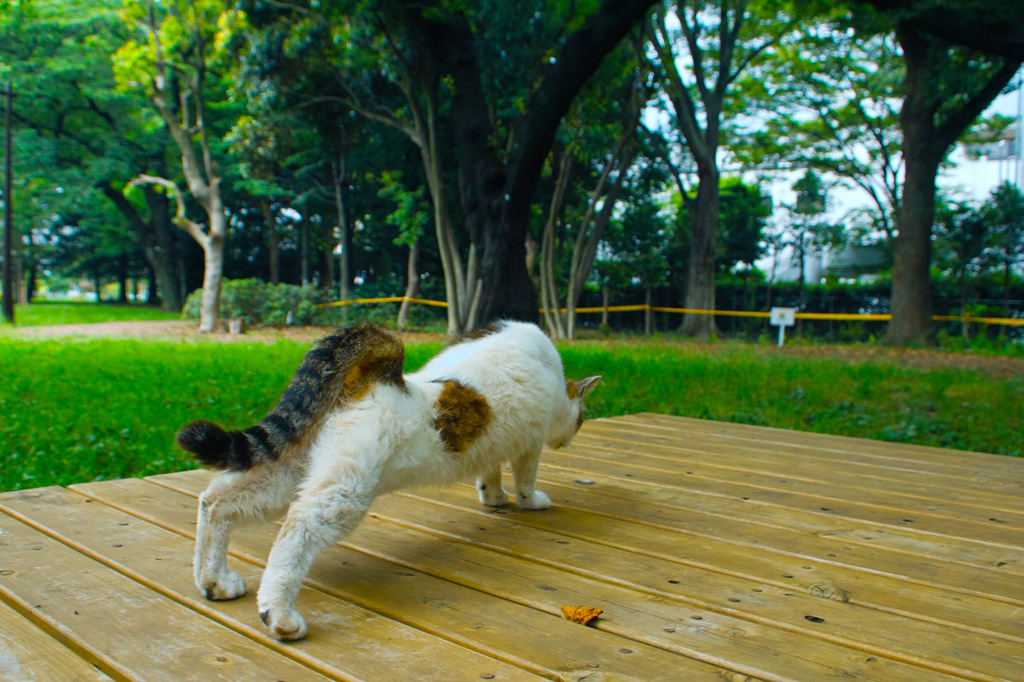 腕立て伏せネコ（２）