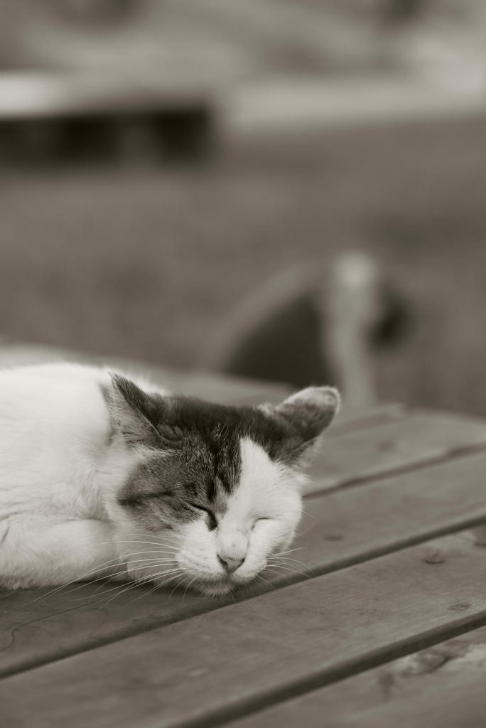 ぐうたらネコ、がっくりネコ
