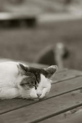 ぐうたらネコ、がっくりネコ