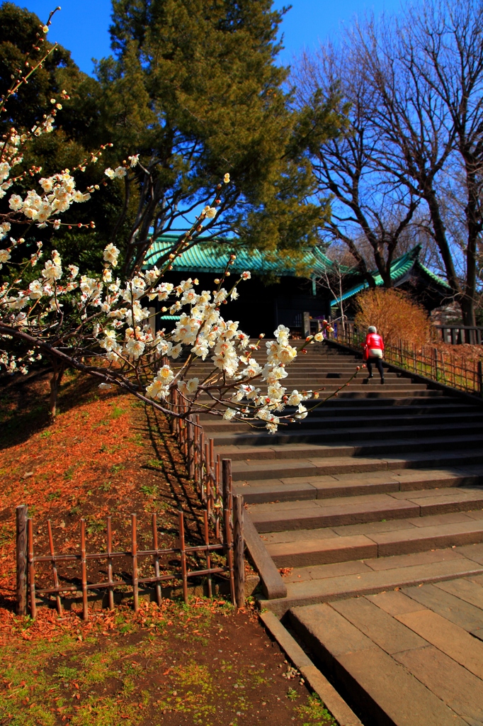 春を探してスナップ＠湯島聖堂（１）