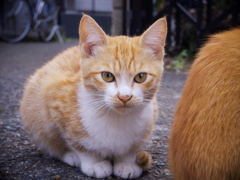 新顔ですにゃ～(=^・^=)