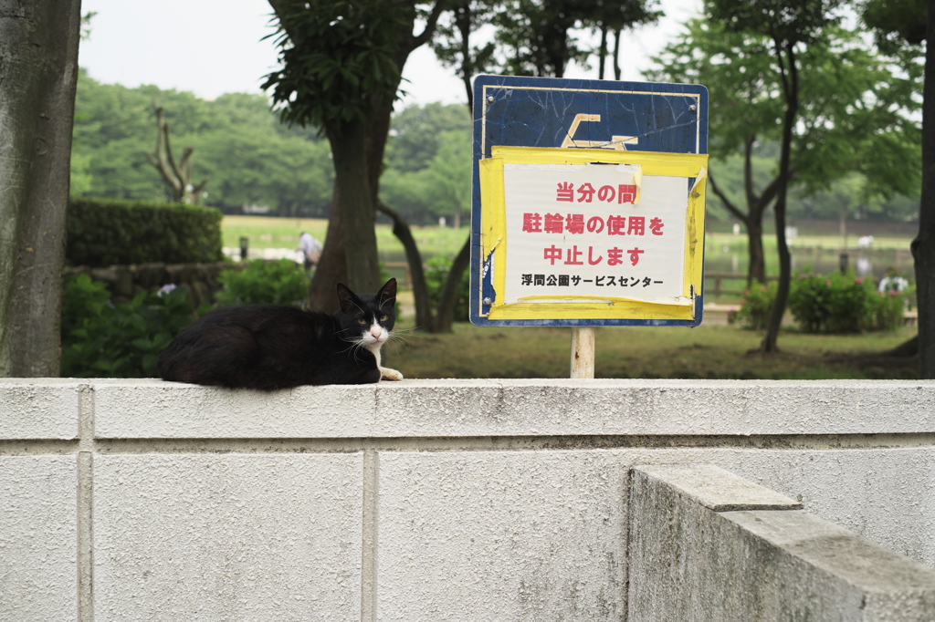 中止しま～す(=^・^=)