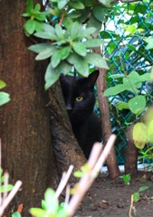 クロネコ古場監督