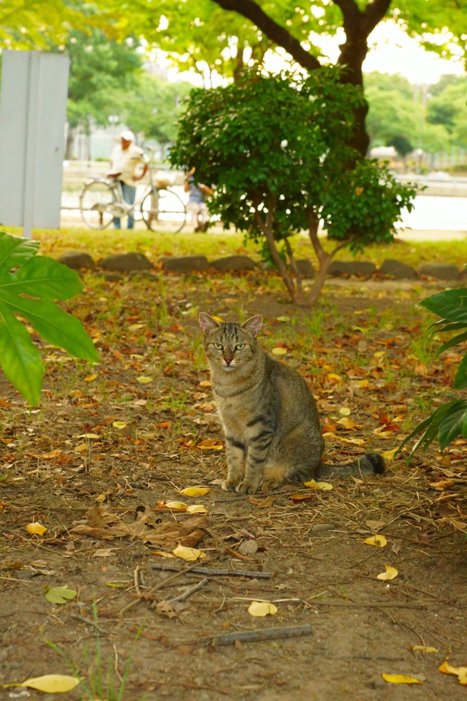 A77導入記念スナップ (7)