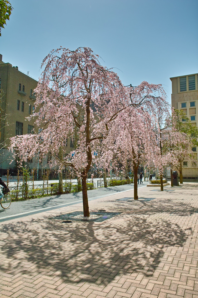 皇居周辺スナップ（６）