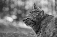 わいの横顔、ええやろ(=^・^=)