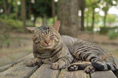 公園と猫