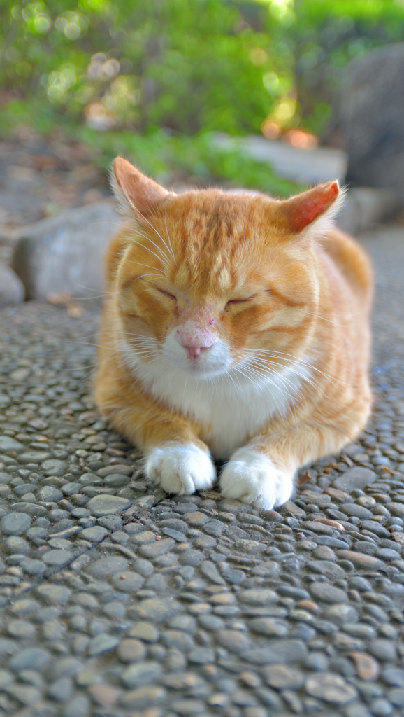 今こんな感じ(=^・^=)