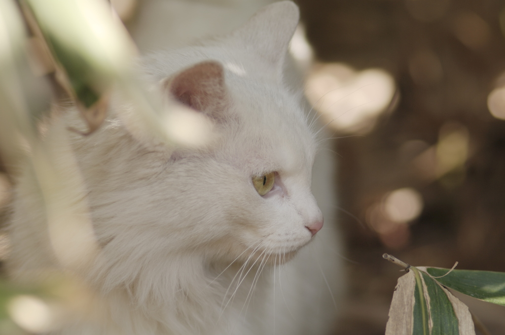 やっぱり、ネコが好き！